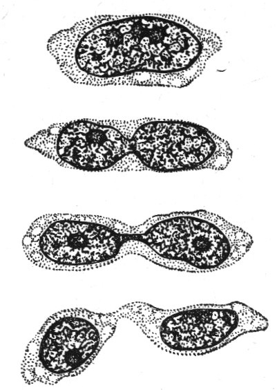 Amitosis sau diviziune directă - Foto 5325-14