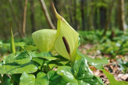 specii Arum, fotografie, de îngrijire (tipuri de) Arum specii, fotografie, îngrijire