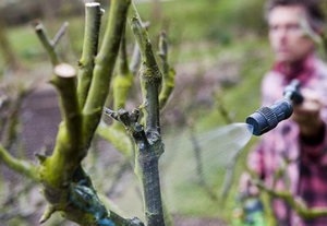 Acid boric pentru plante în aplicațiile de grădină și grădină ale substanței pentru diferite culturi (tomate pulverizare acid boric) Acid boric pentru plante în metodele de grădină și de grădină bucătărie de administrare pentru diverse culturi