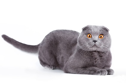 British Shorthair și Scottish Fold