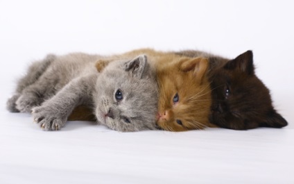 British Shorthair și Scottish Fold (britanic) British Shorthair și Scottish Fold