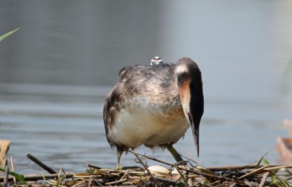 Marele Grebe cu creastă și mare Grebe crestat