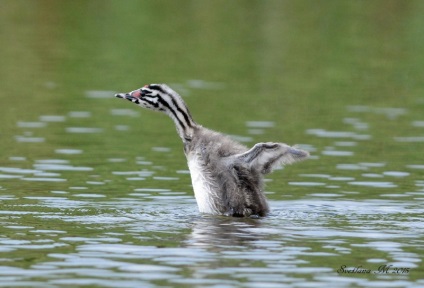 Marele Grebe cu creastă și mare Grebe crestat