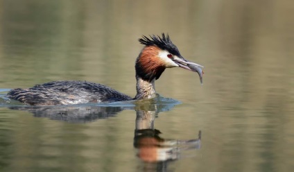 Marele Grebe cu creastă și mare Grebe crestat