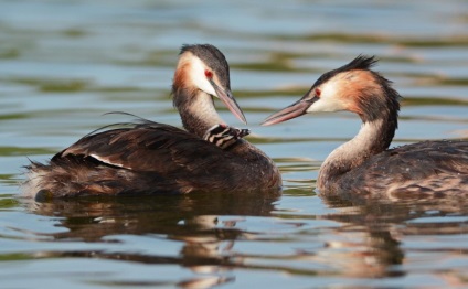 Marele Grebe cu creastă și mare Grebe crestat