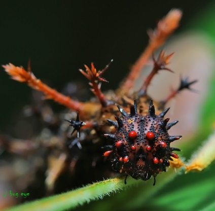 Ceea ce este necesar pentru fotografia macro