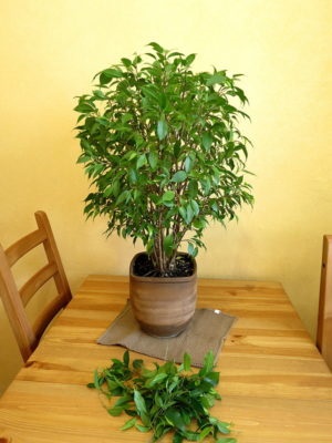 Ficus benjamina de îngrijire la domiciliu, foto (soi)