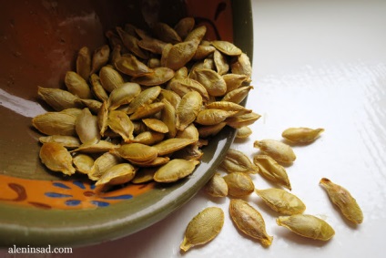 Gymnosperms dovleac Miranda - alonin grădină