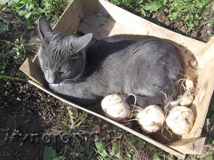 Cum de a planta imperialis Fritillaria, arome si culori pentru sanatate-frumusete