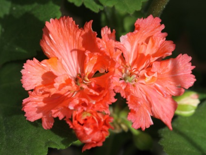 soiuri de Pelargonium Clasificare, grup de specii, o floare în casă