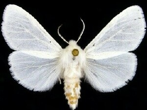 Un nou mod de a face cu fluture alb american și omida sale