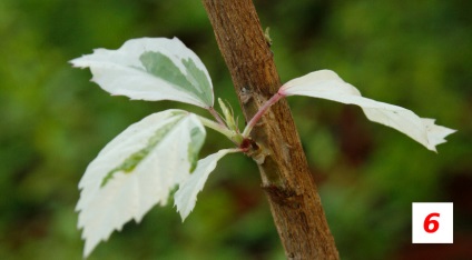 Înmugurire pe hibiscus (ramuri scurta jumatate) Înmugurire pe hibiscus