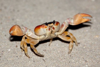 De ce crabi de mers lateral (lateral se deplasează înapoi) De ce crabi mers pe jos lateral