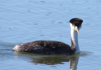 Grebe (pasăre) descriere și fotografii