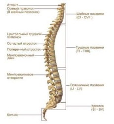 anatomia coloanei vertebrale umane și structura