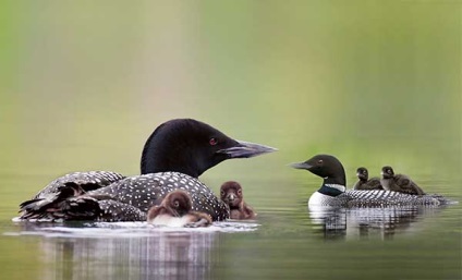 Loon Bird (pasăre) Loon pasăre