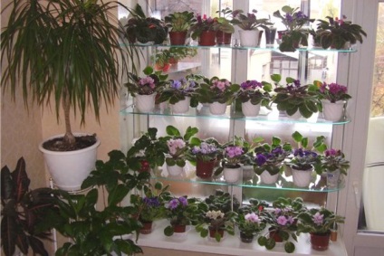 Reproducerea violete sunt mai multe moduri de răsaduri de (mai mult) Reproducerea violete sunt mai multe moduri de răsaduri de