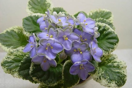Reproducerea violete sunt mai multe moduri de răsaduri de (mai mult) Reproducerea violete sunt mai multe moduri de răsaduri de