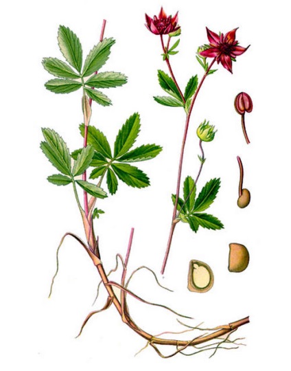 Potentilla marsh - proprietăți utile și contraindicații (cinquefoil) Potentilla marsh - proprietăți utile și contraindicații