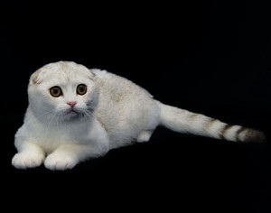 Câte vii pisicile Scottish Fold