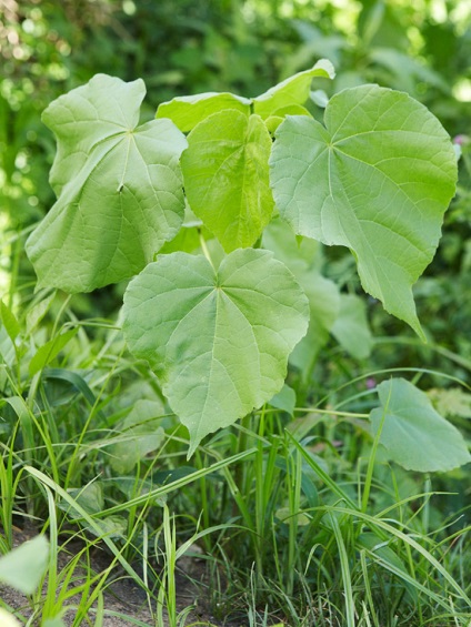 Buruienile determinante metode de luptă