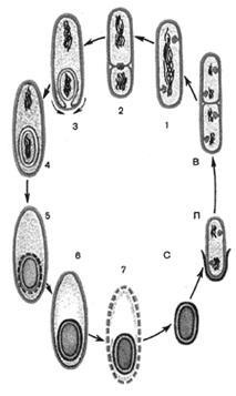 bacterii formatoare de Spore - biologie