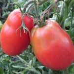 Tomate flamingo roz de plantare, îngrijire și cultivare