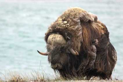 Fauna tundra (regiunile mai calde) Fauna tundra