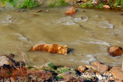 Faceți cunoștință cu ursul grizzly, știri fotografie