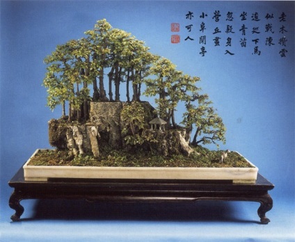 10 bonsai cele mai frumoase (frumoase) 10 bonsai cele mai frumoase