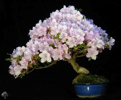 10 Cele mai frumoase Bonsai (bonsai cu mâinile lor) 10 bonsai cele mai frumoase