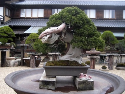 10 bonsai cele mai frumoase (frumoase) 10 bonsai cele mai frumoase