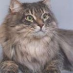 rase autohtone, rase de pisici (tabby) rase autohtone, rase de pisici