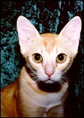 rase autohtone, rase de pisici (Shorthair) rase autohtone, rase de pisici