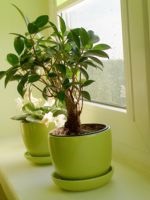 semințe Adenium (acest articol va spune) semințe de Adenium