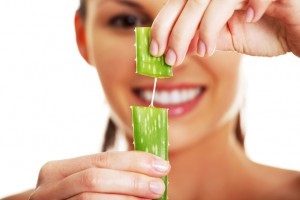 Aloe vera proprietăți utile, utilizarea aloe vera (vera) Aloe vera proprietăți benefice, utilizarea de suc de aloe vera