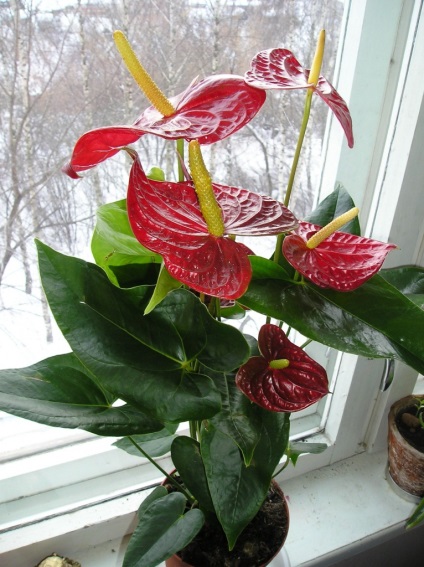 Anthurium - floarea pasiunii (Anthurium) Anthurium - floarea pasiunii