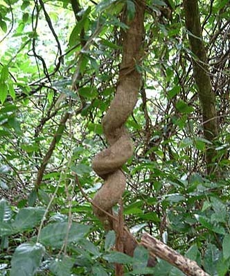 vegetație aridă Platoului Deccan (păduri de foioase uscat) vegetație aridă Podișul Deccan