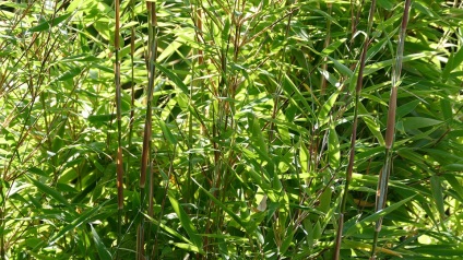 cabana Bamboo (plante) Bamboo în țară