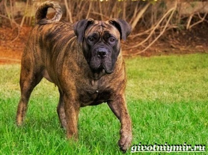 Cainii din rasa Dog (îngrijirea și Boerboel preț) rasa de câine Câini