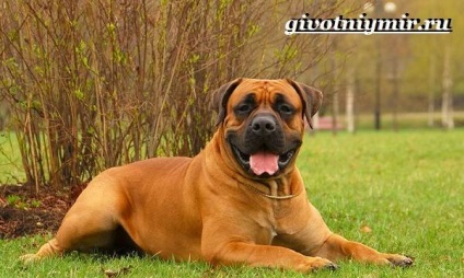 Cainii din rasa Dog (câini rasa de caine. Descriere) rasa de câine Câini