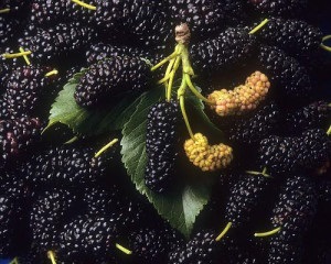 King-Berry - dud (dud) nu pot beneficia de proprietățile utile (dud) King-Berry - dud (dud) nu pot beneficia de proprietățile utile