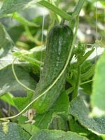 Castravetele este diferit de persoana (diferite) Castravetelui diferă de la o persoană