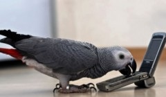Fedurile țânțar masculi (hrănite) Țânțarul se hrănește cu masculi