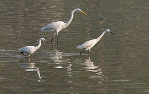 Chepur-au nevoie - l (angl egreta mica Seidenreiher) Chepur-au nevoie - l