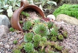 Ce este rockeries, o fotografie a speciei sale, atât pentru a construi sale (amenajare a teritoriului rockeries) propriile mâini Ce este rockeries, o fotografie a speciei sale, atât pentru a construi propriile sale mâini