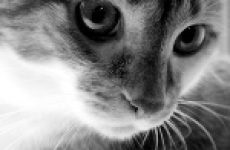 Ce înseamnă să plângă în somn, călători în afara corpului (ceea ce înseamnă să plângă într-un vis pentru a vedea fete distractiv pare rau) Ce înseamnă să plângă în somn, călători în afara corpului