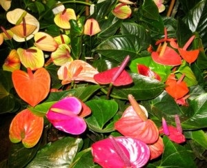 Anthurium flori (Anthurium ghivece cu plante) floare de anthurium