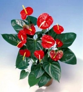 Anthurium floare (Anthurium floare roșie) floare de anthurium