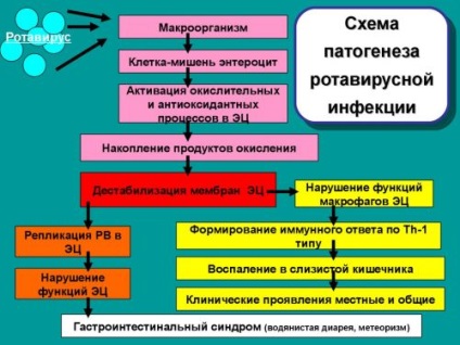 Dieta pentru rotavirus, care pot avea un adult (ouă) Dieta pentru rotavirus, care poate avea un adult